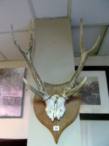 Antique mounted antlers (200-300)