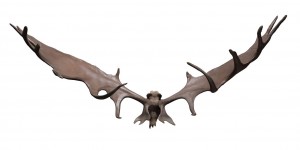 THE Irish Elk antlers to be sold in London.