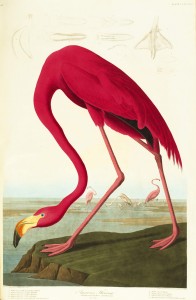 The American Flamingo by John James Audubon.