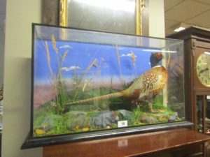 Cased Taxidermy Pheasant (150-250)